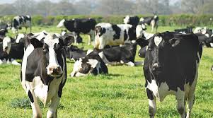 Georgia Dairy Farmers Approve New Funding Measures to Strengthen Industry