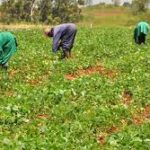 Govt. Steps Up to Curb Post-Harvest Losses with Major Infrastructure and Policy Push