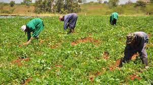 Govt. Steps Up to Curb Post-Harvest Losses with…