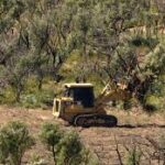 Australia’s Land-Clearing Surge Sparks National Action and Hope for Environmental Recovery