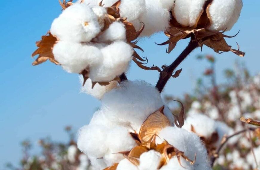Special National Meet in Coimbatore Today to Address Declining Cotton Yields; Union Minister Shivraj Singh Chouhan to Lead Deliberations