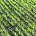 Global Agri Markets Watch: Weather Holds the Reins, Price Volatility Looms