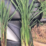 Farmers from Sundernagar Join Exposure Visit to Learn Natural Farming Practices