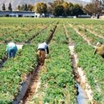 No Amnesty for Undocumented Farmworkers as New Immigration, Welfare Policies Take Shape
