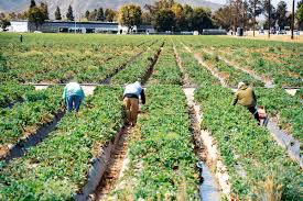 No Amnesty for Undocumented Farmworkers as New Immigration, Welfare Policies Take Shape