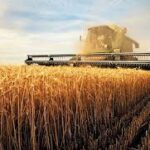 U.S. Wheat Export Sales Surpass Expectations Amid Mixed Grain Market Performance