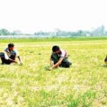 Bangladesh Sees 28.9% Surge in Farm Credit Disbursement in May 2025