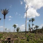 Government Eases Rules to Boost Agroforestry and Farmer Incomes