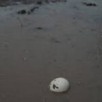 Texas Farmers Begin Cleanup After Devastating Floods, Focus on Recovery and Replanting