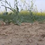Cypress County Declares Agricultural Disaster Amid Ongoing Drought Conditions