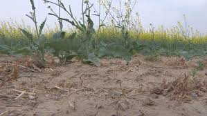 Cypress County Declares Agricultural Disaster Amid Ongoing Drought Conditions