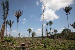 Government Eases Rules to Boost Agroforestry and Farmer…