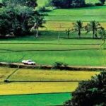 Andhra Pradesh Achieves Remarkable Agricultural Growth and Record Foodgrain Production