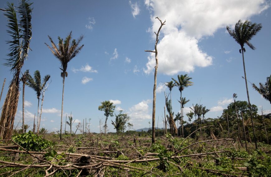Government Eases Rules to Boost Agroforestry and Farmer Incomes