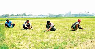 Bangladesh Sees 28.9% Surge in Farm Credit Disbursement…