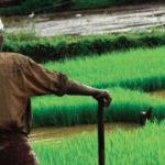 Odisha Launches Climate-Resilient Farming Pilot in Ganjam to Empower 7,000 Farmers