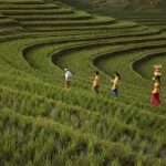Bali Shifts Gears: Province Aims to Strengthen Agriculture Beyond Tourism
