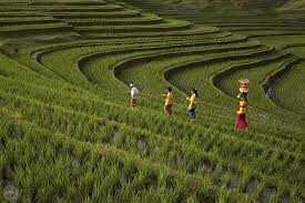 Bali Shifts Gears: Province Aims to Strengthen Agriculture…