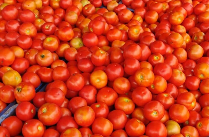 Tomato Prices Soar in Andhra…