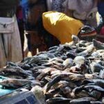 National Fish Farmers Day 2025 to Be Celebrated in Bhubaneswar; Fisherfolk and Aquaculture Heroes to Be Honored