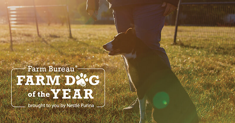 AFBF Extends Farm Dog of the Year Nomination Deadline  Apply Now to Honor Your Four-Legged Farmhand