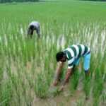 Assam Appeals for Central Relief as Drought Hits Paddy Farmers Hard