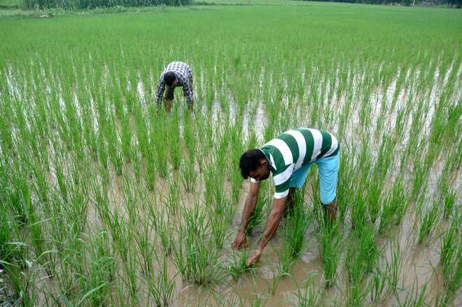Assam Appeals for Central Relief as Drought Hits…