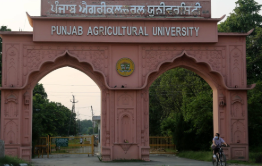 Punjab Agricultural University Secures Spot in Global Top…