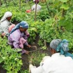 Women Drive Regenerative Farming Revolution in Jharkhand