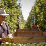 Australia’s Agriculture Sector Faces Workforce Crisis as Young Talent Dries Up