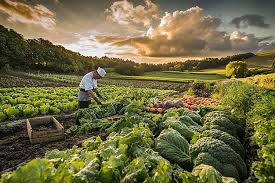 Andhra Pradesh Pushes for Bio-Fertilizers to Cut Chemical Use by 11%; Focus on Sustainable Farming