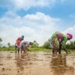India Steps Up Efforts to Boost Rice Yields Amidst Climate Challenges and Rising Demand