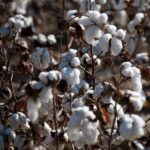 India’s Cotton Revolution: Akola High-Density Model Yields Record Gains for Farmers