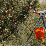 Supreme Court Stays Felling of Apple Orchards in Himachal Pradesh, Bringing Relief to Farmers and Environmentalists