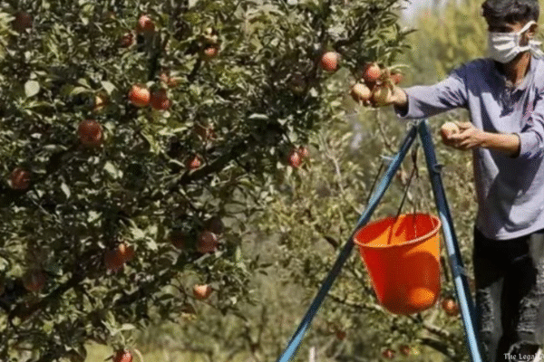 Supreme Court Stays Felling of Apple Orchards in&hellip;