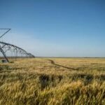 UK Farmers Grapple with Extreme Weather Amid Policy Uncertainty