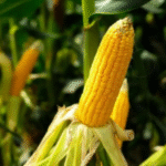 West Bengal Launches Major Drive to Expand Maize Cultivation by 60,000 Hectares