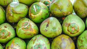Coconut Prices Surge in Karnataka Following Crop Damage…