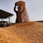 Russia Slashes Grain Export Taxes to Boost Global Trade Amid Declining Shipments