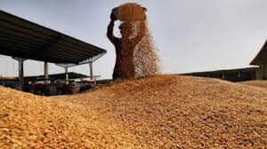 Russia Slashes Grain Export Taxes to Boost Global…
