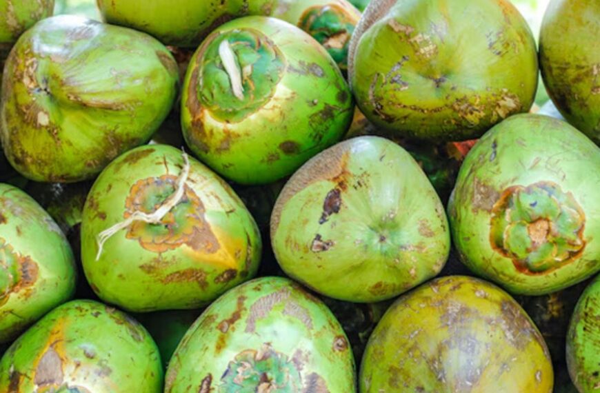 Coconut Prices Surge in Karnataka Following Crop Damage from Extreme Weather