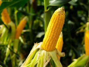 West Bengal Launches Major Drive to Expand Maize…
