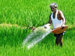 Telangana Faces Looming Urea Shortage; Agriculture Minister Urges…