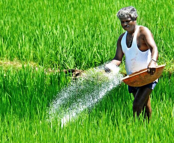 Telangana Faces Looming Urea Shortage; Agriculture Minister Urges…