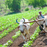 Once Struggling, Now Thriving: How Natural Farming Changed Sitaram’s Life