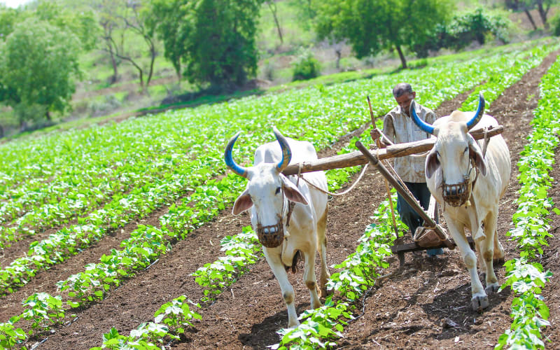 Once Struggling, Now Thriving: How Natural Farming Changed…