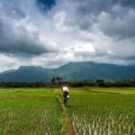 Early and Strong Monsoon Brings Hope to Indian Agriculture