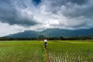 Early and Strong Monsoon Brings Hope to Indian…