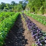 18.5 Lakh Farmers to Receive Natural Farming Training This Year