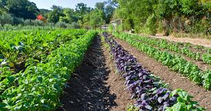 18.5 Lakh Farmers to Receive Natural Farming Training This Year